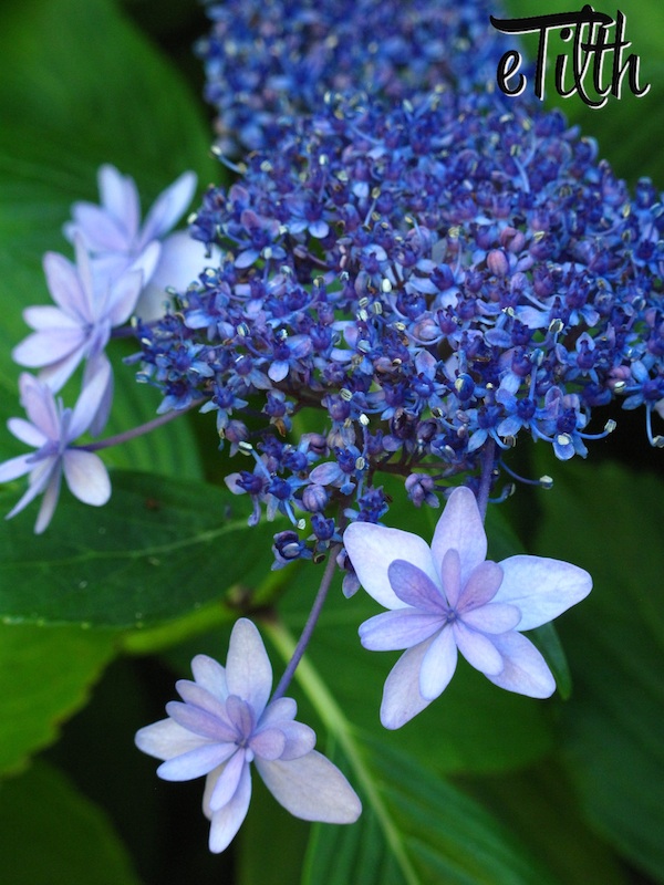 Read more about the article Hydrangea macrophylla ‘Izu No Hana’