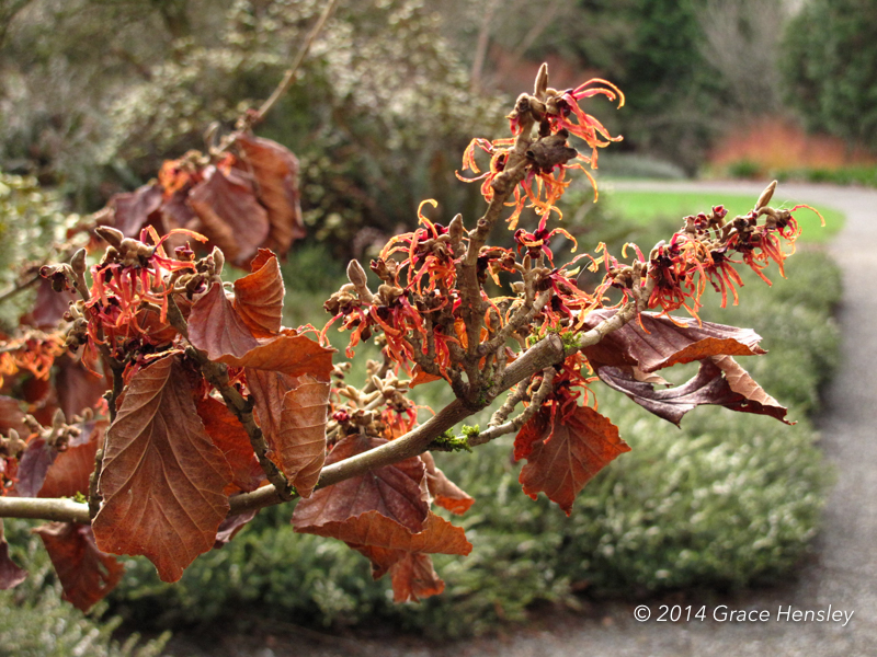 Read more about the article Witch-Hazel Frenzy