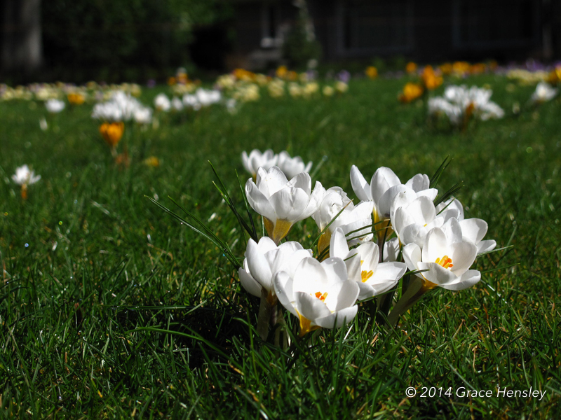 White crocus on lawn