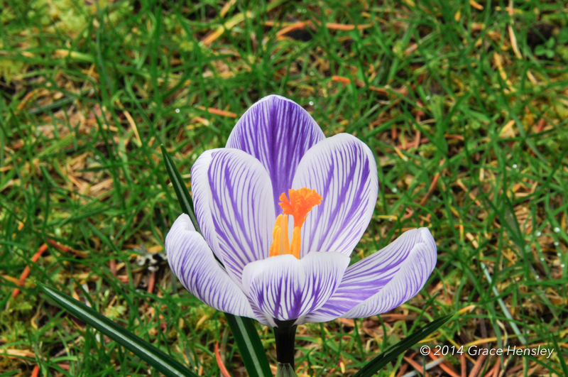 Crocus vernus 'Pickwick' with 3 yellow stamens and an orange tufted stigma