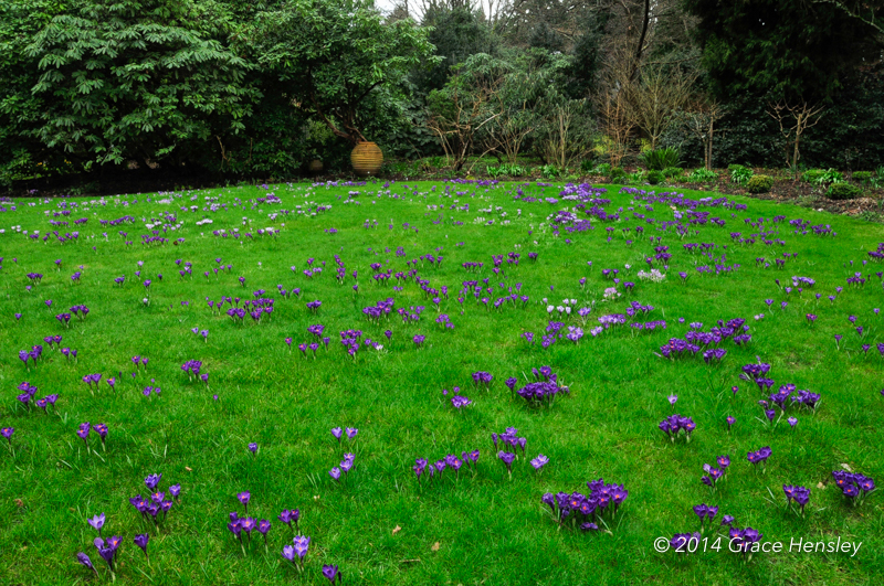 View of lawn after planting