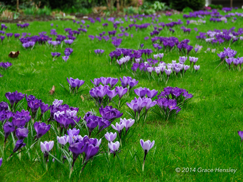 shades of purple crocuses on a deep green lawn