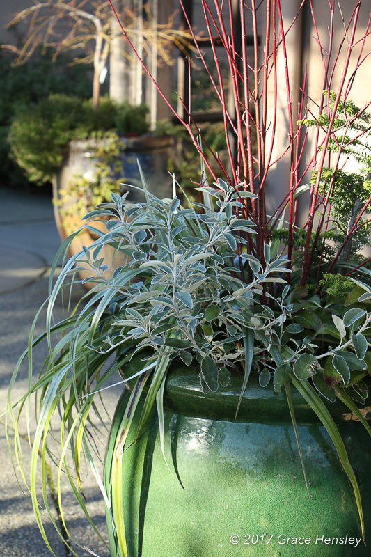 Green pot containing red twigs and silver foliage