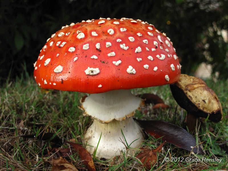 Read more about the article Toxic Mushrooms of Christmas Past