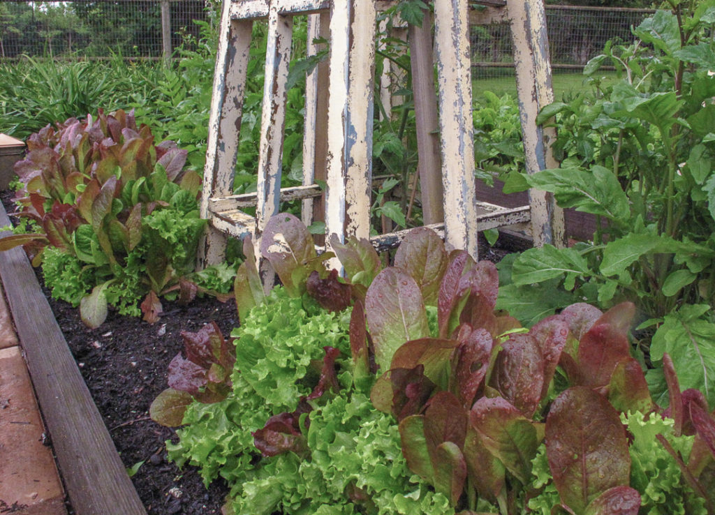 Rustic tuteur with salad crops