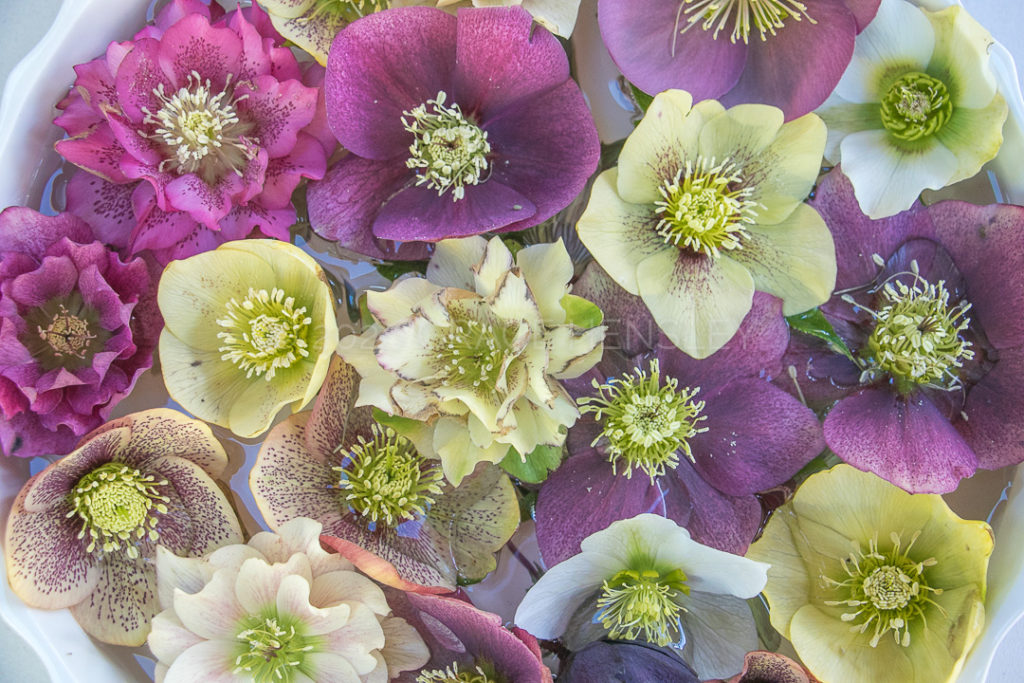 Hellebores floated in a bowl