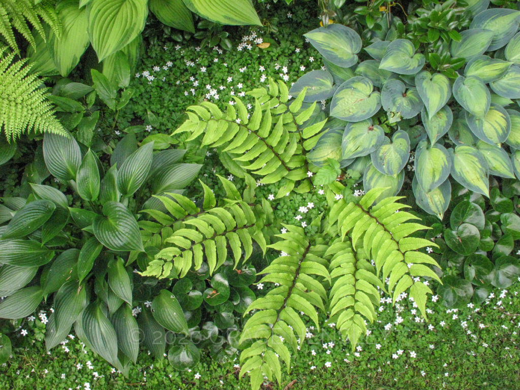 Hosta and Fern in the garden