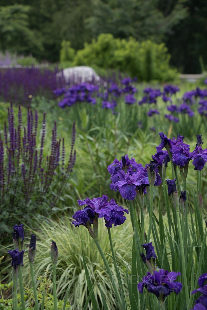 Iris in Bellevue Botanic Gardens, Bellevue WA