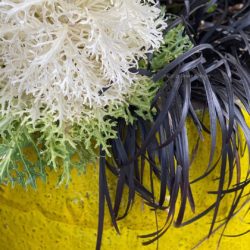 black and white plants in a yellow pot