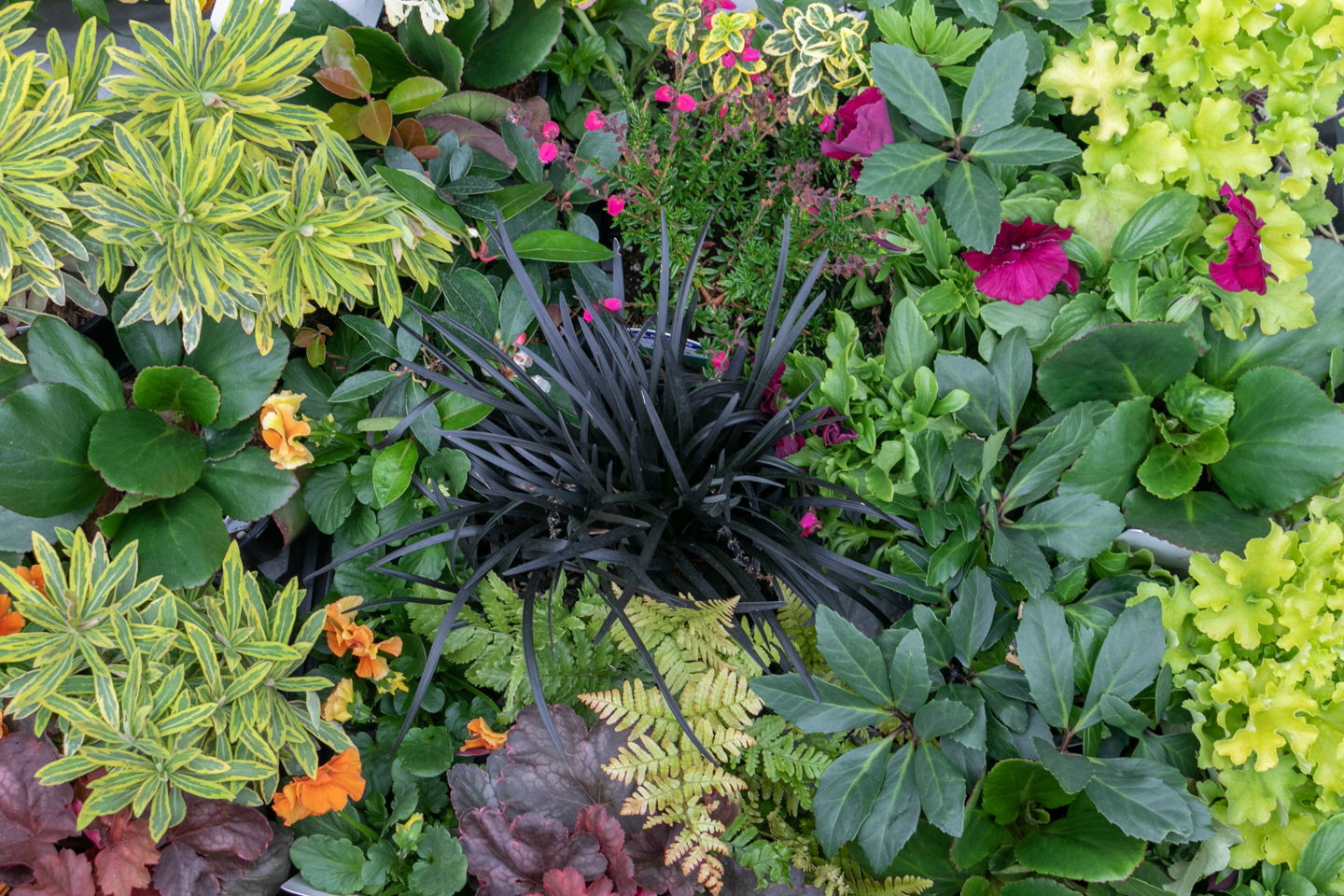 Bold color combination of black mondo grass, golden ferns, heucheras, and euphorbia ascot rainbow, with hot pink pansies and heughera