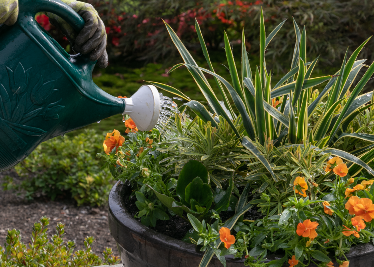 Watering yucca and orange pansies in a container