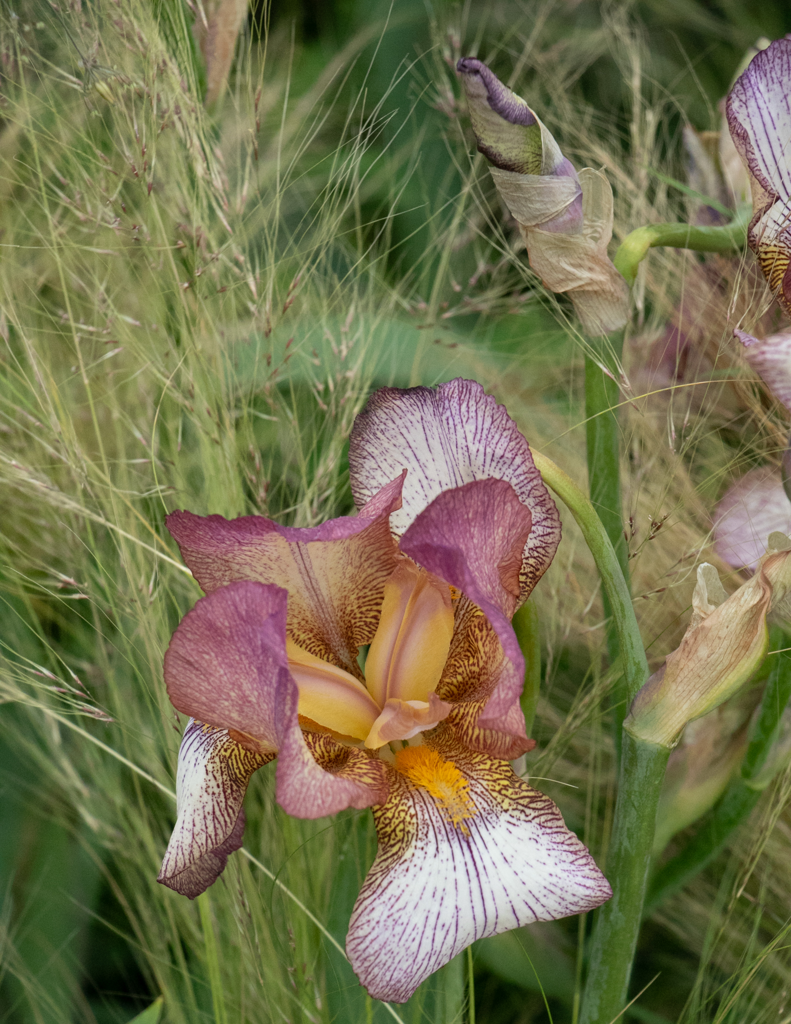 Mauvy peach Iris Benton Diedre features at Chelsea Flower Show 2024