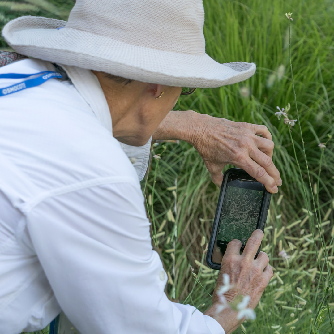 Woman wearing a white shirt holding a phone taking a picture in a garden