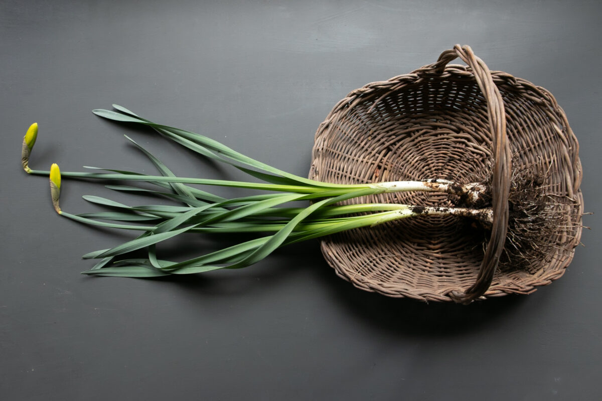 daffodil bulbs in a basket